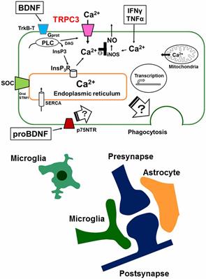 Microglial Intracellular Ca2+ Signaling in Synaptic Development and its Alterations in Neurodevelopmental Disorders